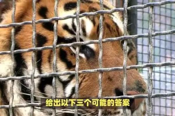偷天换日好本领是什么生肖(偷天换日指的是什么生肖)