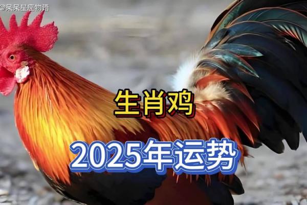 2025年属鸡的全年运程 2025年属鸡全年运程详解运势大揭秘