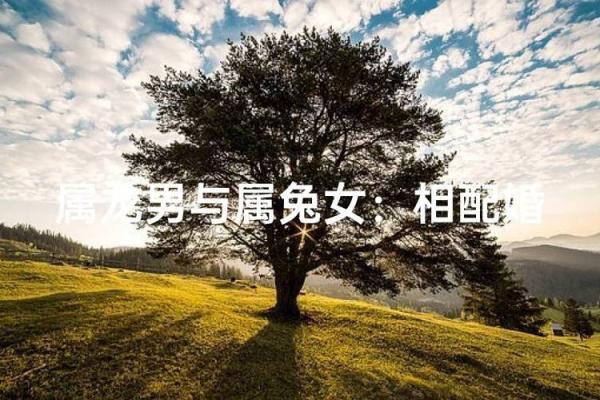 女孩属龙男孩属兔婚配好吗_属龙女孩与属兔男孩婚配缘分天定还是性格相克