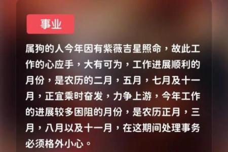 生肖生肖狗2025年运势及运程_2025年生肖狗运势详解全年运程大揭秘