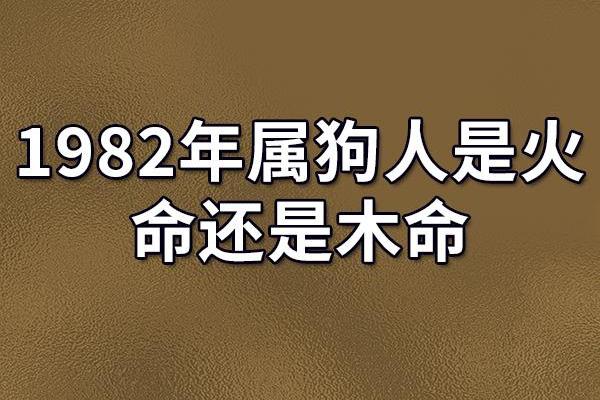 1982年属狗是什么命_1982年属狗命运解析运势性格与未来展望