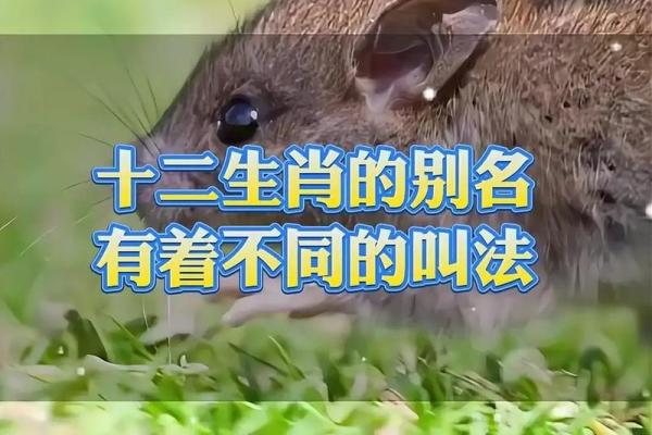 千姿百态指什么生肖(千姿百态打一最准生肖)