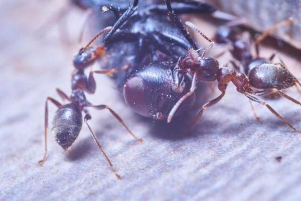 滴水不漏打一动物生肖(滴水不漏说的是什么生肖)