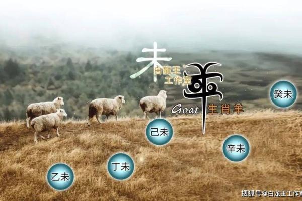 属羊人2025年背叛家庭 1979属羊46岁以后运气