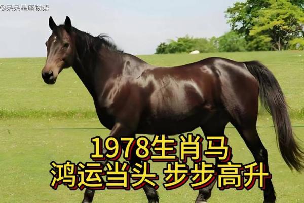 1978年属马的吉祥数字和颜色_1978属马一生吉祥数字