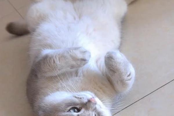 梦见小猫