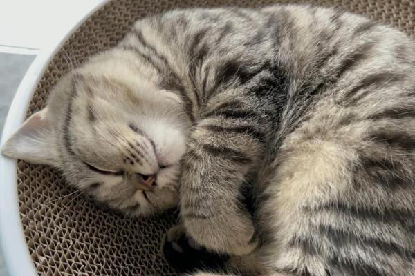 梦见小猫