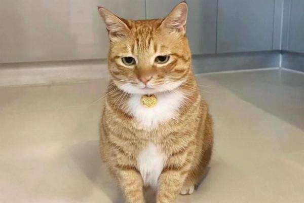 做梦梦到猫