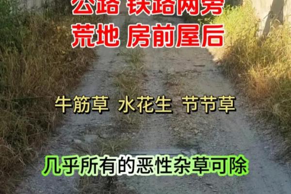 寸草不生是什么生肖(寸草不生是什么生肖)