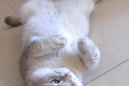梦见小猫