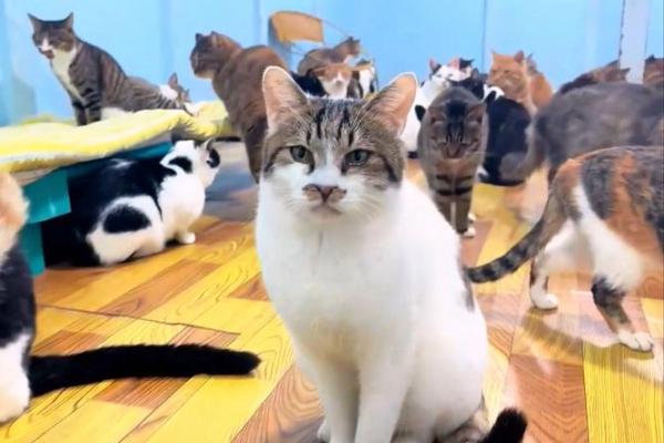 梦见很多猫