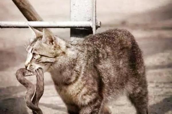 梦见很多猫