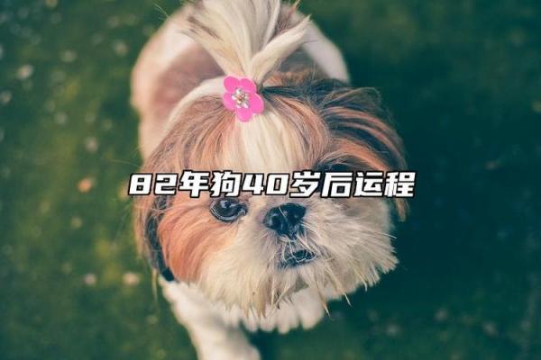 1982年的狗2025年运势如何 82年狗未来五年运势