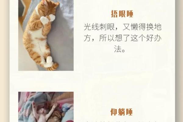 梦见猫什么意思