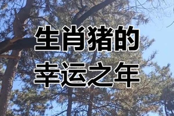 83年属猪人2025年全年运势及运程_2025年属猪人全年运势详解83年出生者运程大揭秘