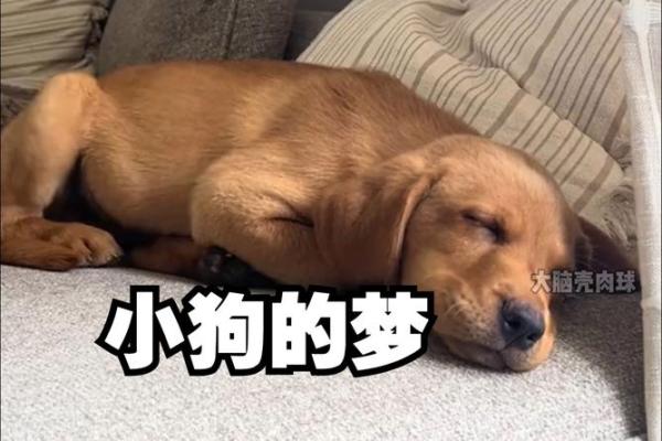 梦见小狗是什么征兆