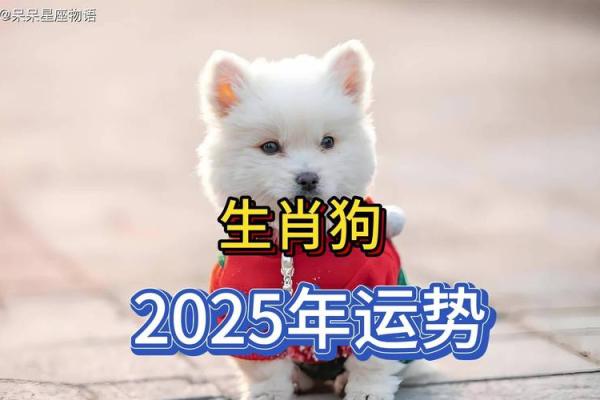 1982属狗今日运势解析财运事业感情全揭秘