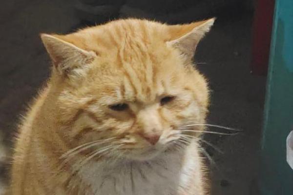梦见好多猫