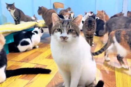 梦见很多猫