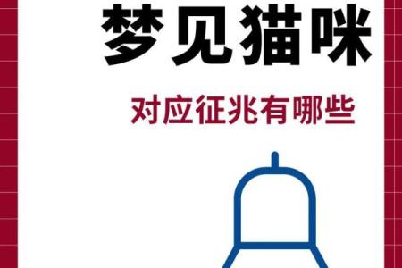 梦见好多猫