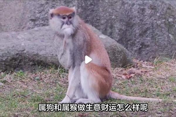 属狗和属猴做生意合财吗财运解析与合作建议