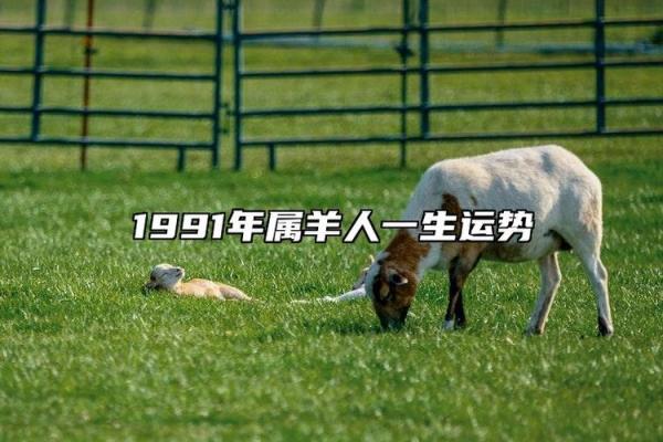 1991年生肖羊男2025年运势_1991年属羊34岁有情劫