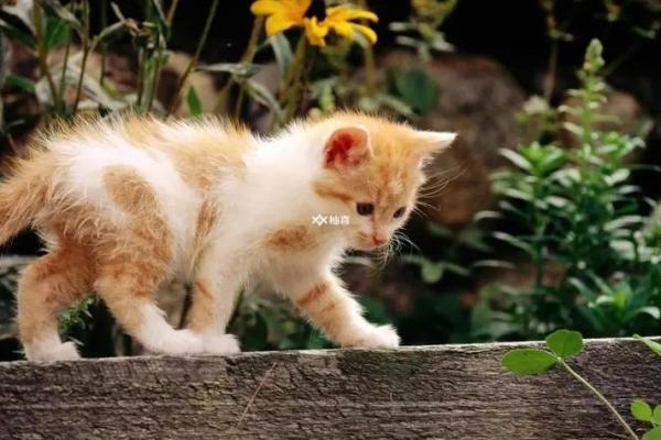 已婚女人梦见猫的七大预兆