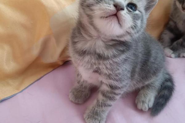 梦到猫