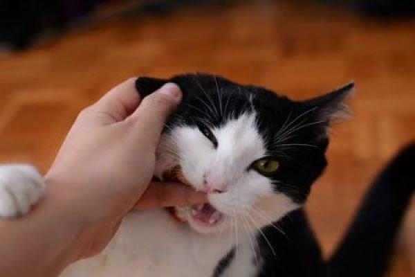 女人梦见猫咬手是吉兆