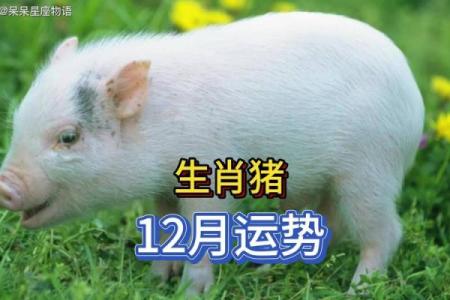 2025年属猪人健康运势解析47年出生者需注意的关键点