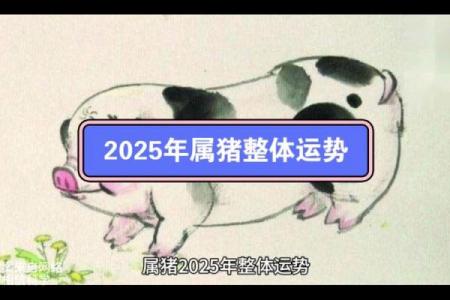 属猪1971年2025年运势及运程_1971年的猪未来五年的运程