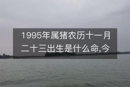 95年属啥