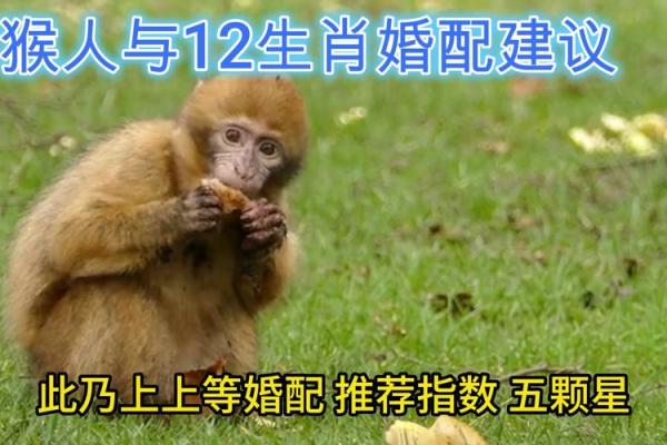女属猴男属龙婚配怎么样_女属猴男属龙配吗