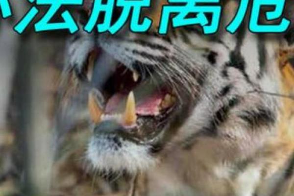 老虎头上动土