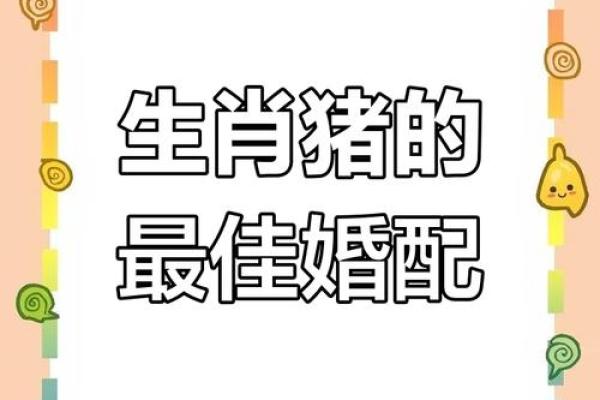 属相猪多大了今年_属相猪多大了今年2024