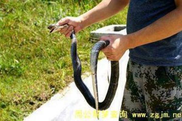 女人梦见蛇咬右脚是什么预兆