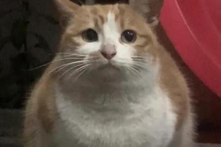 梦见猫咪