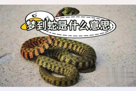 备孕梦见蛇预示着什么