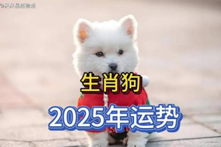 生肖狗2025运势及运程详解_2025年生肖狗运势详解全年运程大揭秘