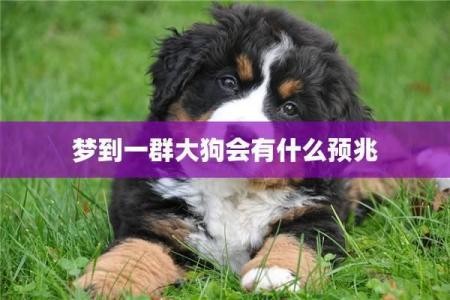 梦见一群狗