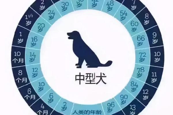 1994年属狗多大了_1994年属狗多少周岁