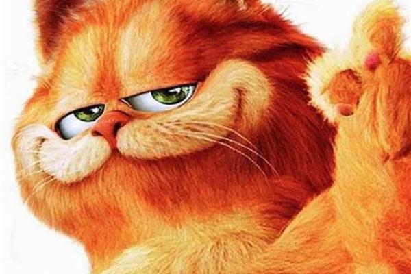 梦见猫攻击我
