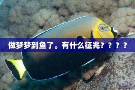 梦到很多鱼