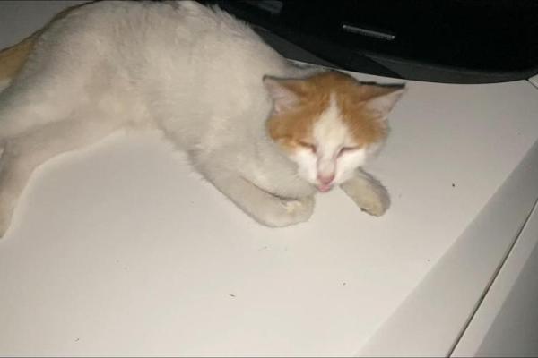 梦见白色的猫