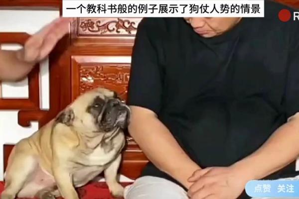 “狗仗人势”打一生肖是什么，狗仗人势打一个生肖答案解释释义落实