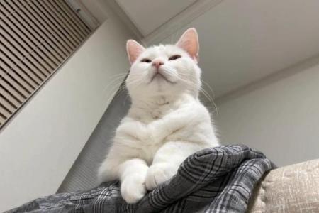 梦见白色的猫