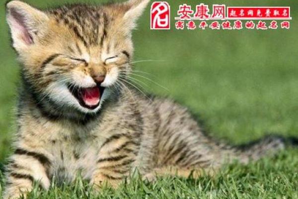 女人梦见一群猫是什么预兆