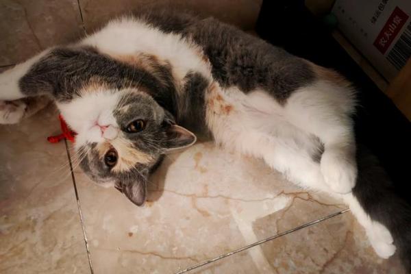 梦见好多小猫