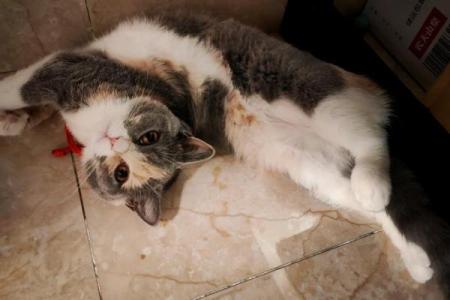 梦见好多小猫