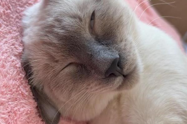 梦见猫会说话
